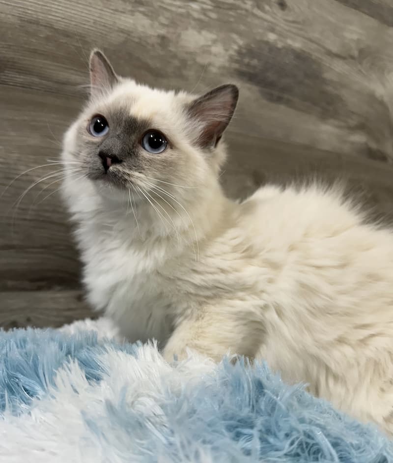 Traditional Blue Mitted Tortie Girl