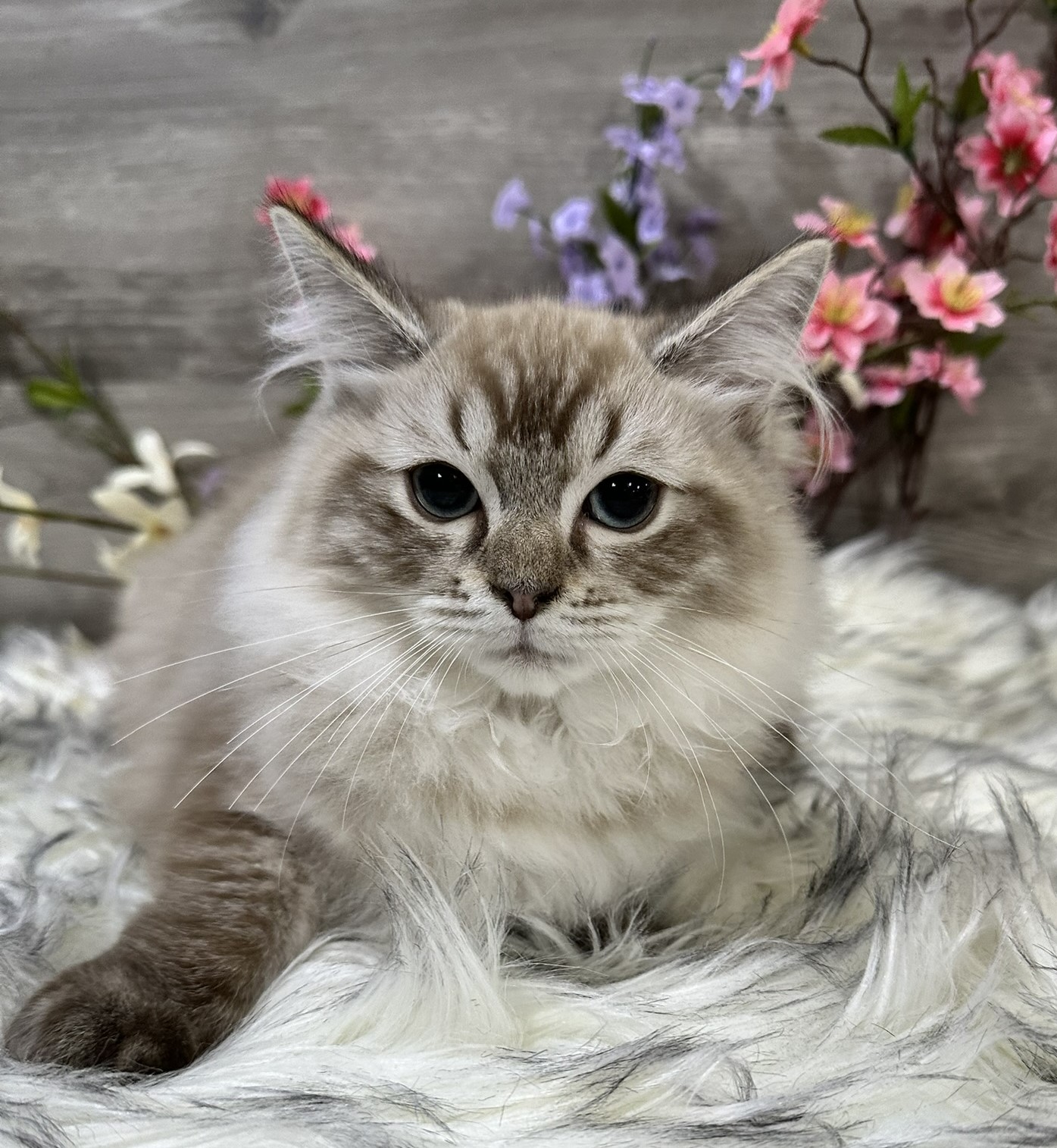 Available Kittens | Rustic Ragdolls | Ragdoll Kitten Adoption