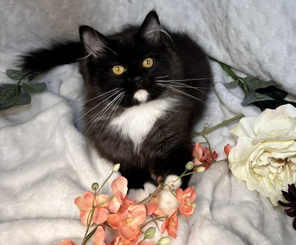 Available Kittens | Rustic Ragdolls | Ragdoll Kitten Adoption
