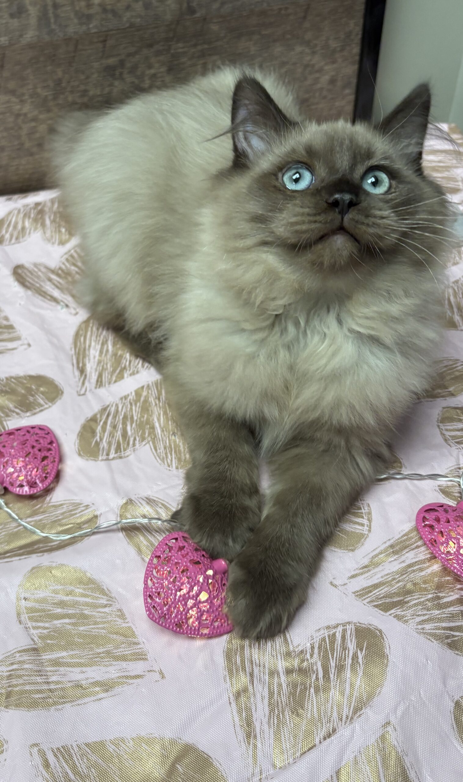 Available Kittens | Rustic Ragdolls | Ragdoll Kitten Adoption