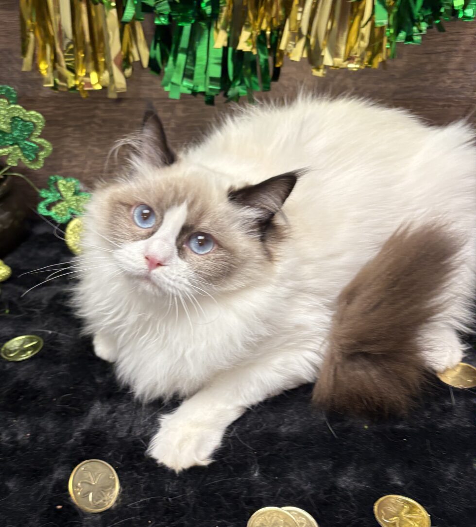 Available Kittens | Rustic Ragdolls | Ragdoll Kitten Adoption
