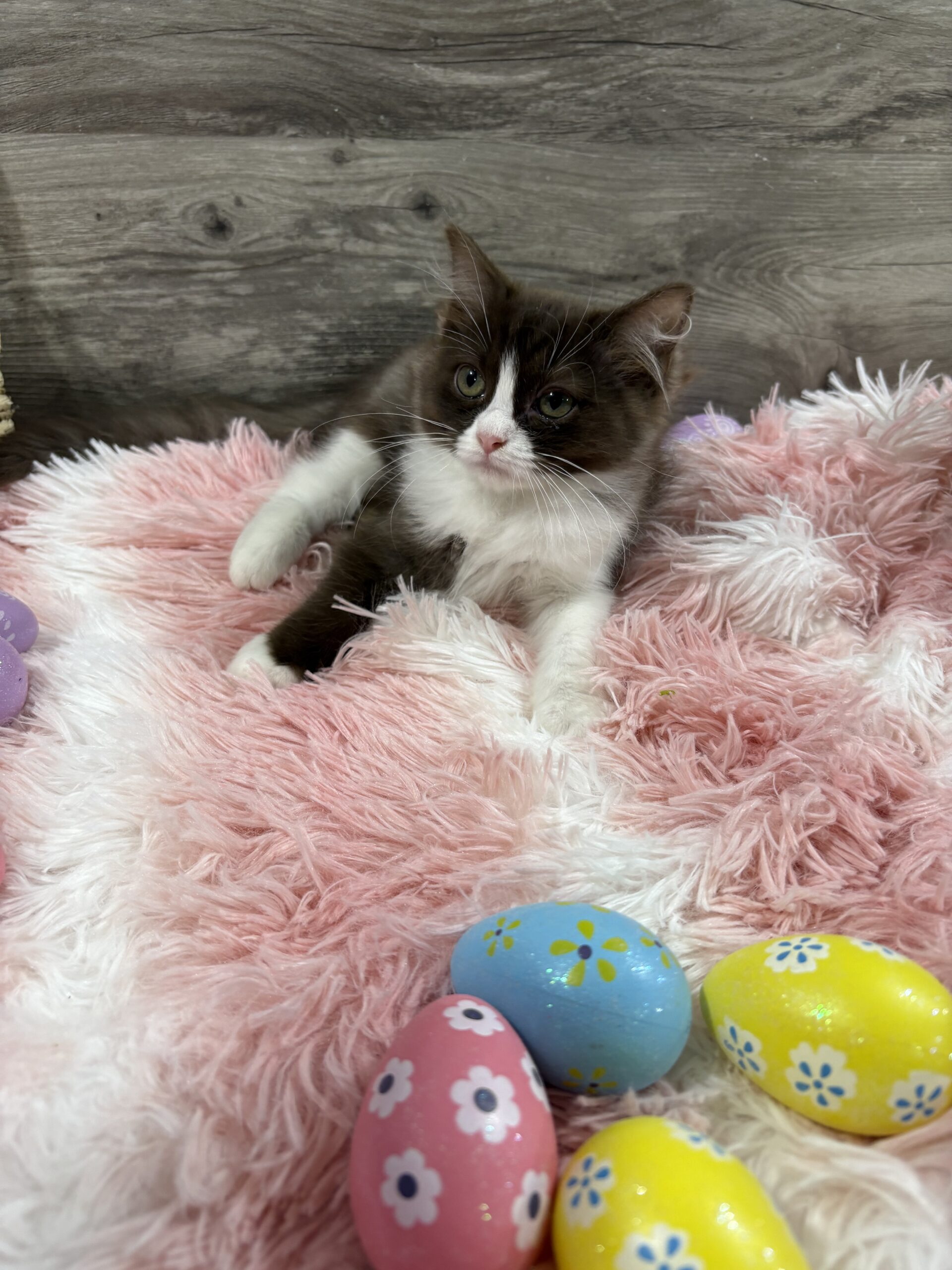 Available Kittens | Rustic Ragdolls | Ragdoll Kitten Adoption